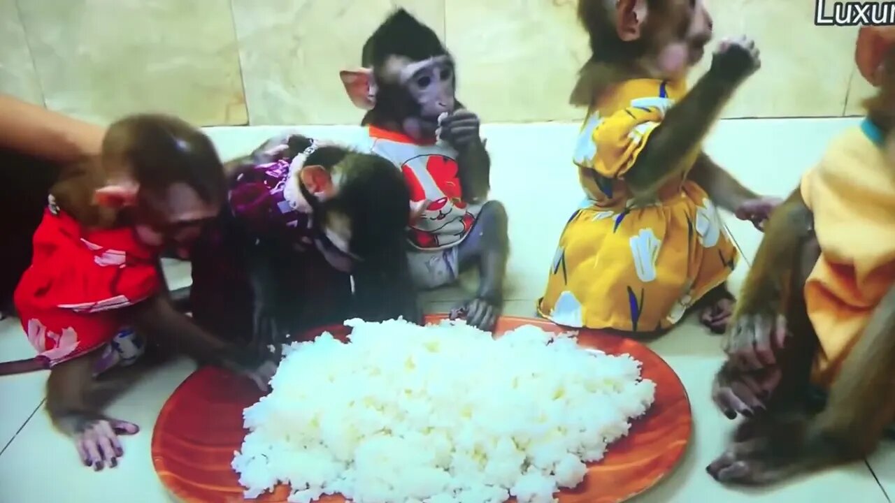 Monkey Dinner Time!!!