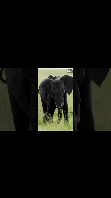 Elephant Mud Splash | Saturday #shorts