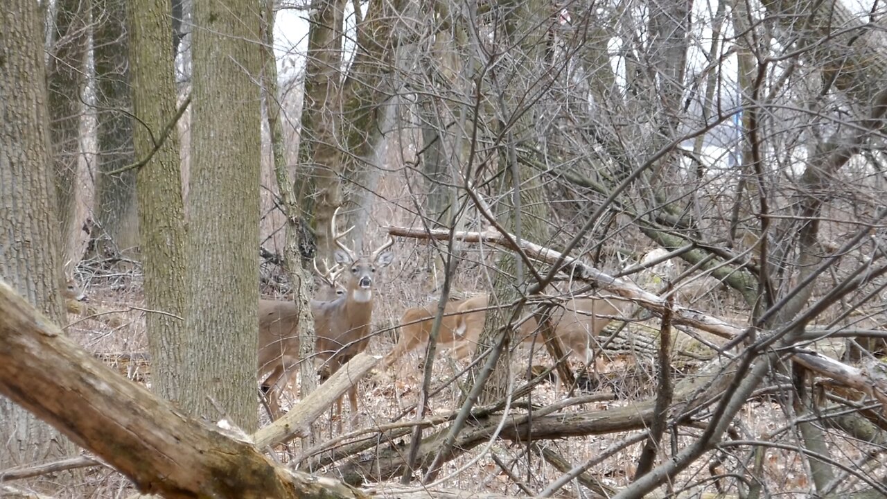 Whitetail Bucks Hanging Together