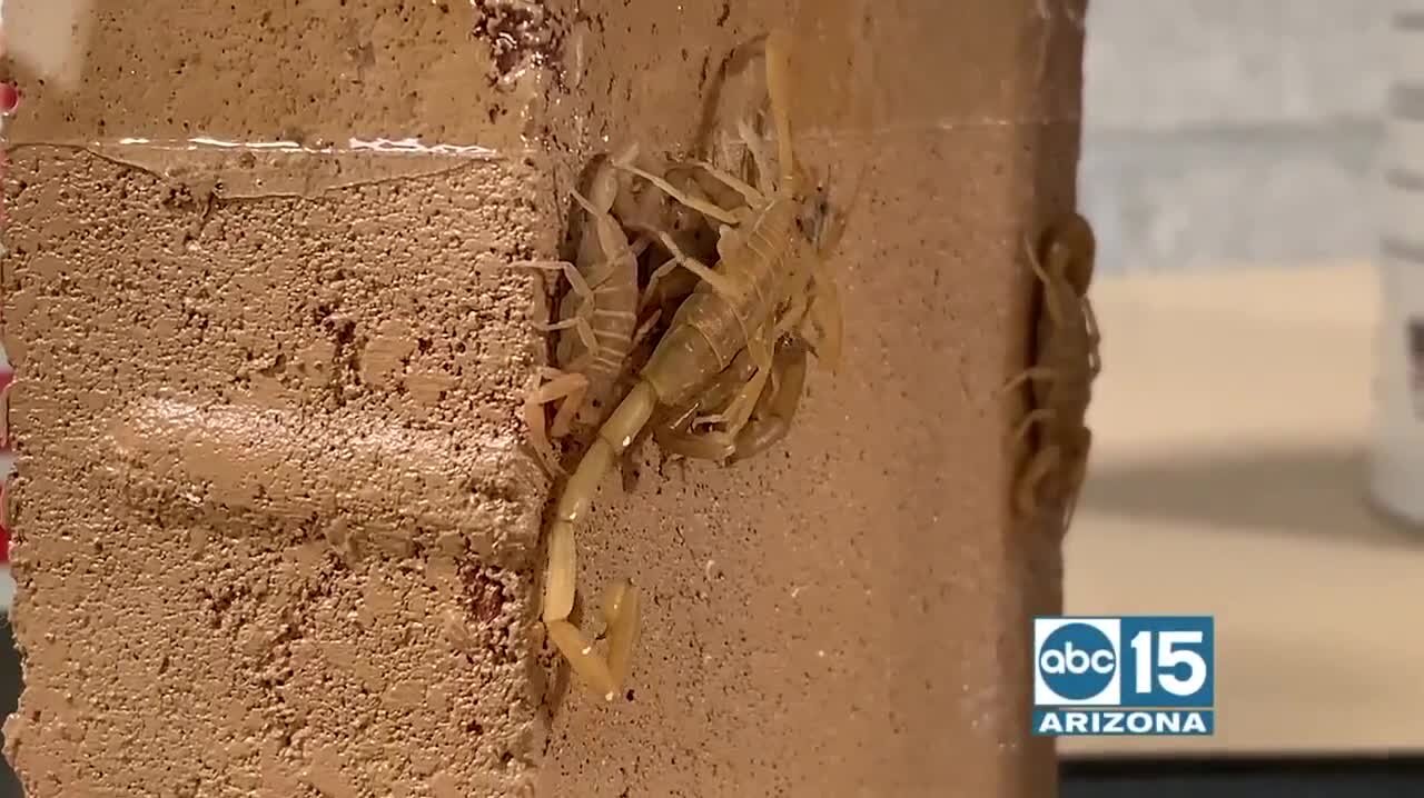 The creators of Slick Barrier offer up a DIY way to prevent scorpions and bugs from getting into your home