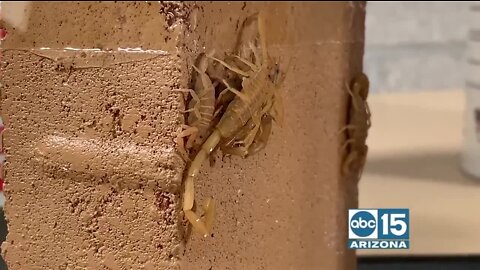 The creators of Slick Barrier offer up a DIY way to prevent scorpions and bugs from getting into your home