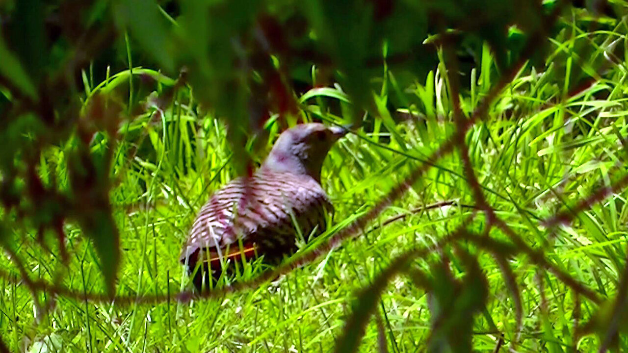 IECV NV #689 - 👀 Northern Flicker Looking For Food In The Tall Grass 🐦7-18-2018