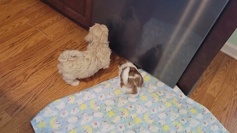 Kitchen Playtime (5/15)