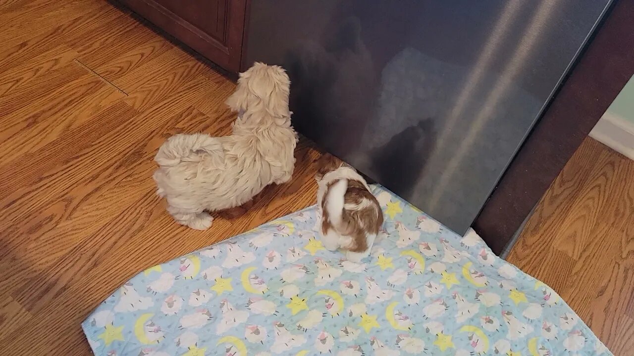 Kitchen Playtime (5/15)