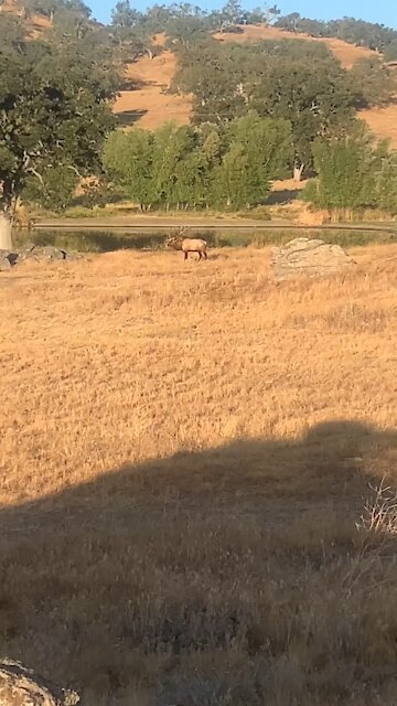 Bull Elk challenged to a fight