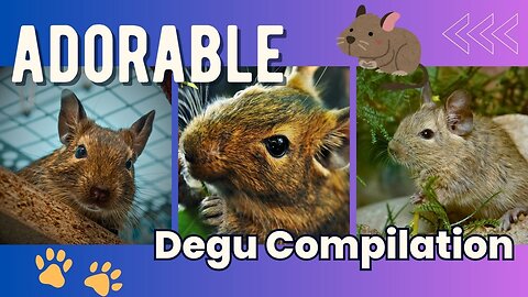 Ultimate Degu Compilation 🌼 Unique & Adorable Pets Video Clips 💕 Safe for all ages