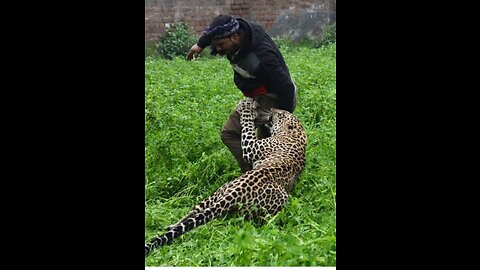 very dangerous leopard