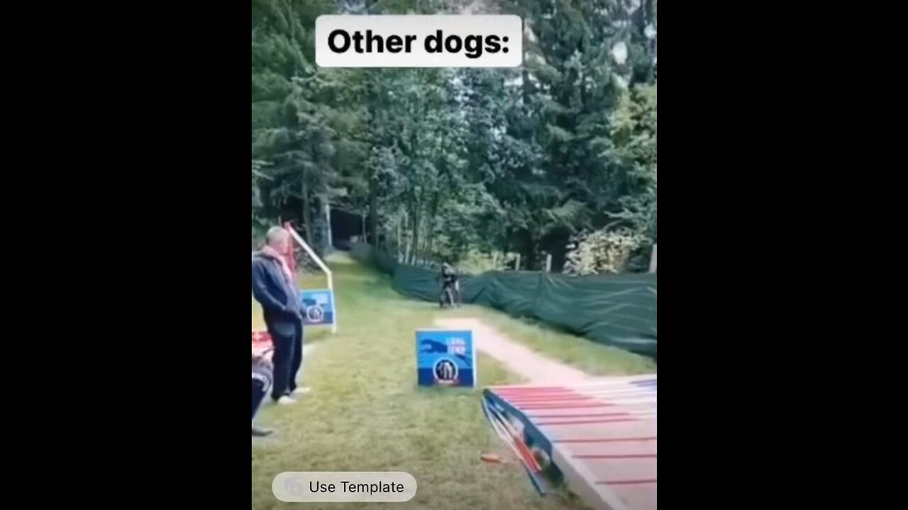 Dog video