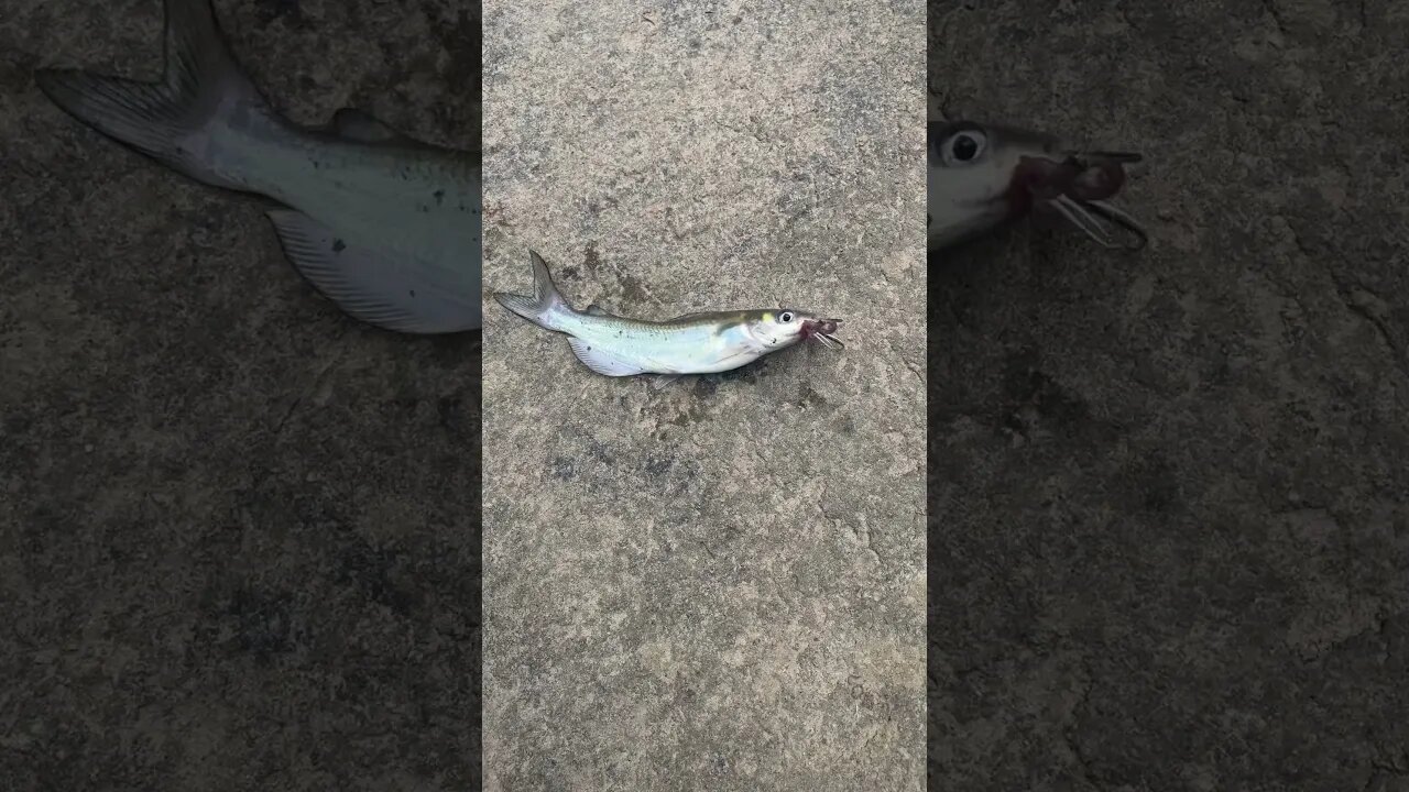 First fish of the day! Channel catfish! #fishing #outdoors #nature