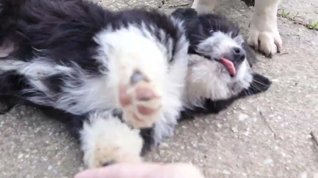 The Sweetest Little Puppy and His Mom