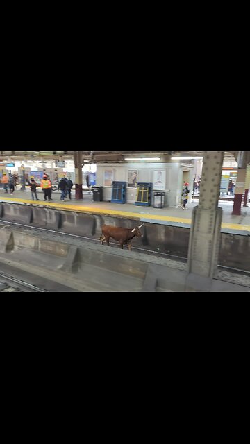 Runaway BULL spotted at New Jersey train station #shorts