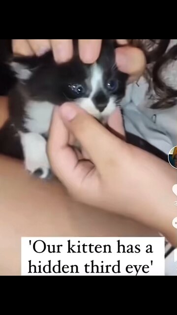 Cat with 3 eyes? Genetic mutations have begun #UCNYNEWS￼