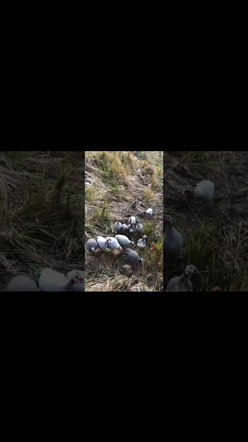 The pied piper of guinea fowl 😂