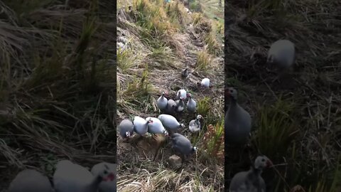 The pied piper of guinea fowl 😂