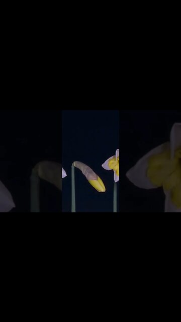 قران بصوت جميل