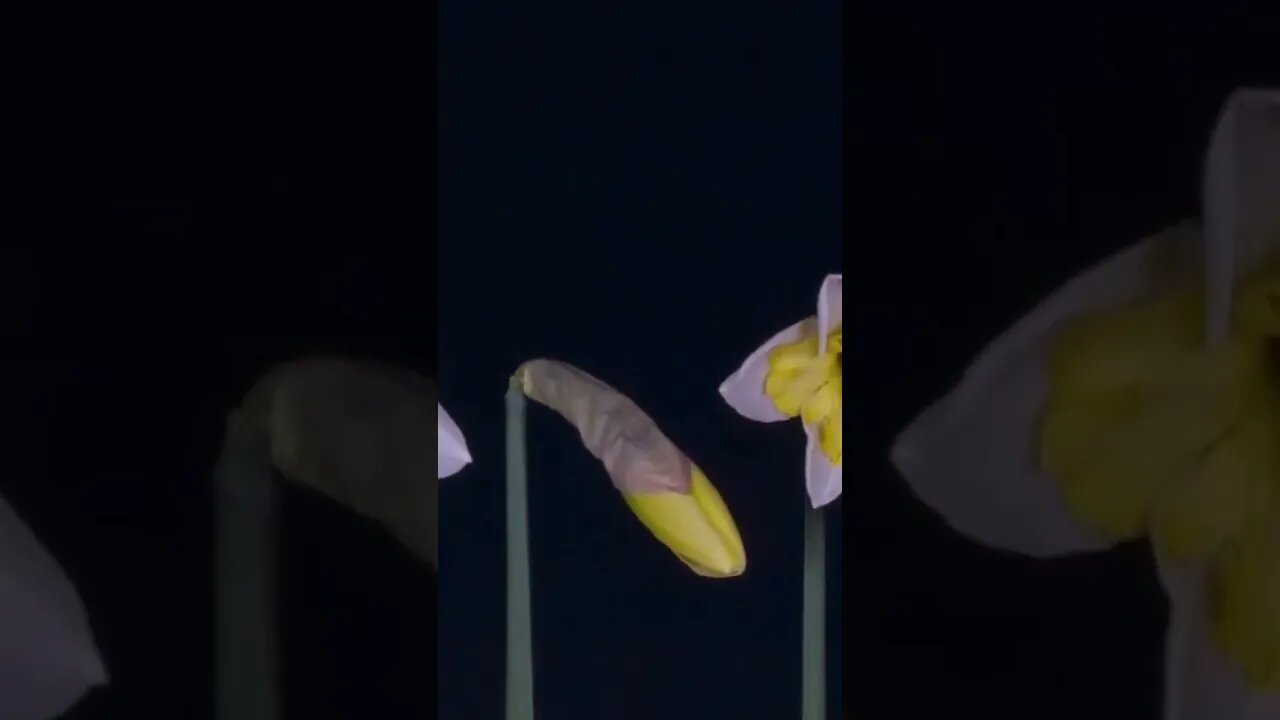 قران بصوت جميل