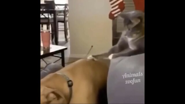 Ever best Funny animals 🤡😼 in 2022