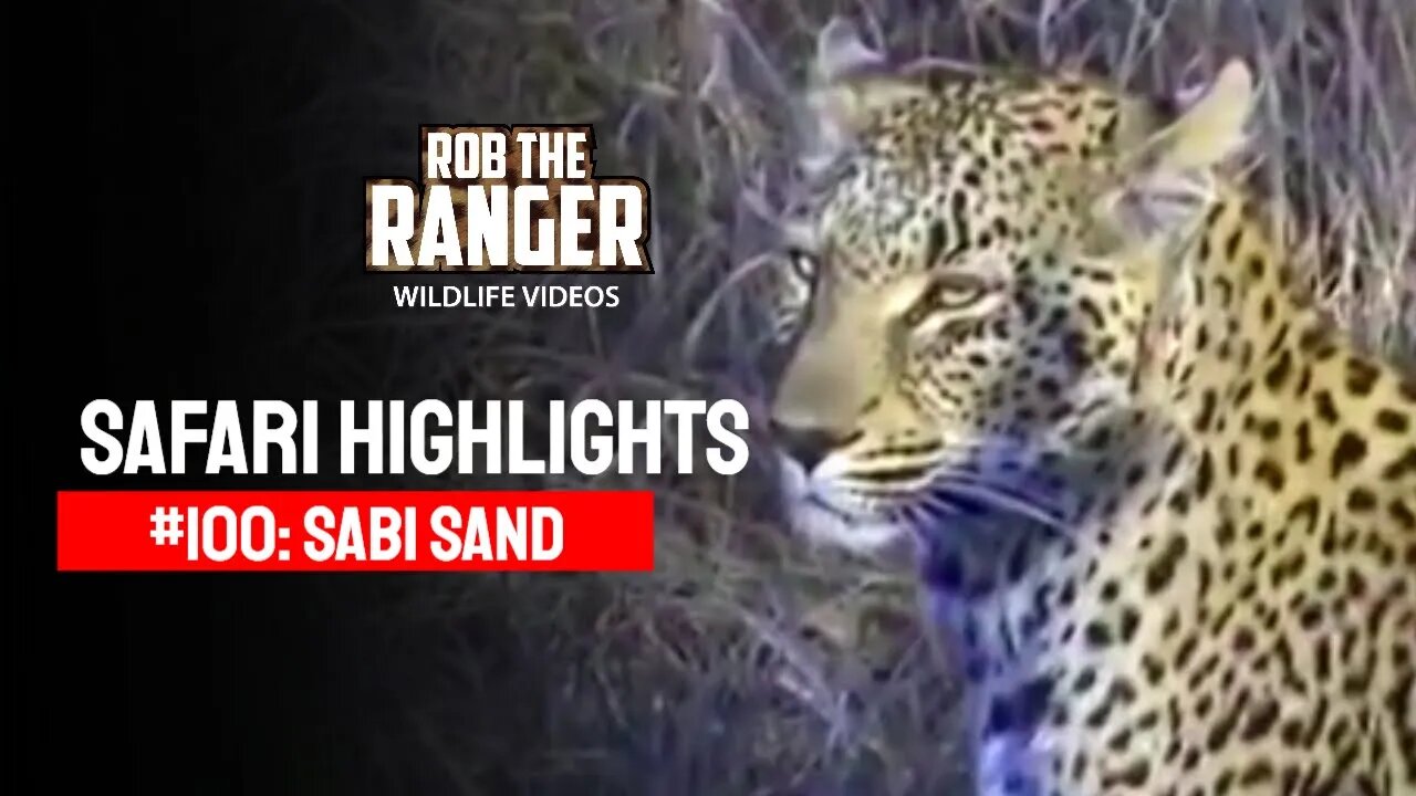 Safari Highlights #100: 04 - 06 June 2011 | Sabi Sand Nature Reserve | Latest Wildlife Sightings