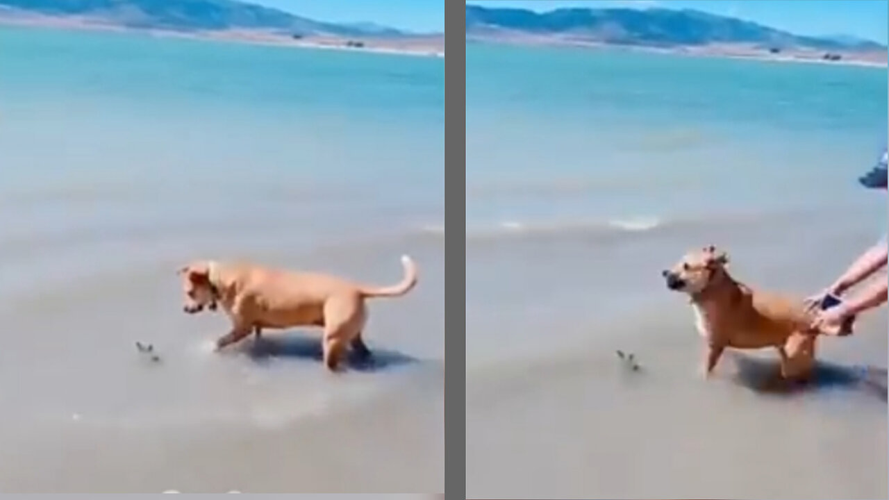 Scared my dog ​​at the beach 🐶