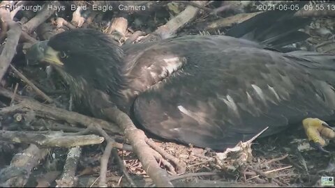 Hays Eagles Juvenile H15 closeup in the nest 2021 06 05 9:55AM
