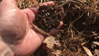 An early spring look at a grass fed garden