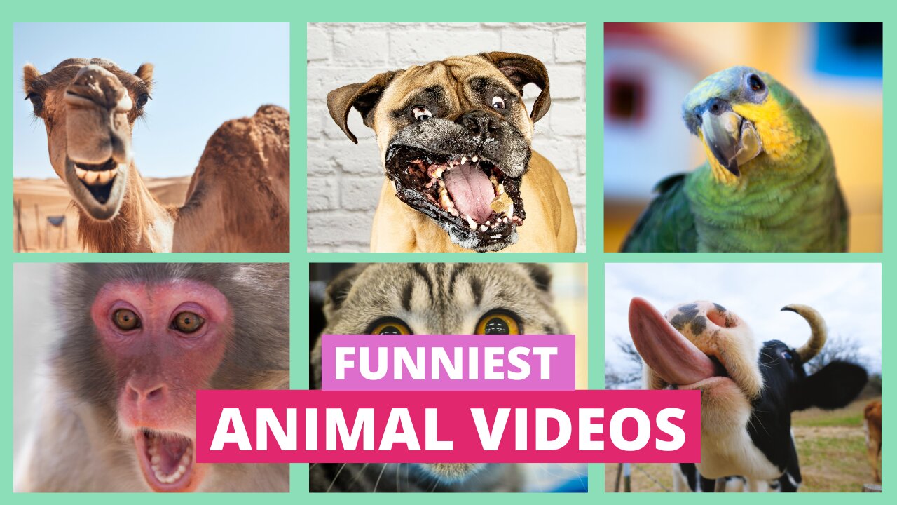 Funniest Animals Videos 2024🤣Best Of The 2024 Funny Animal Videos