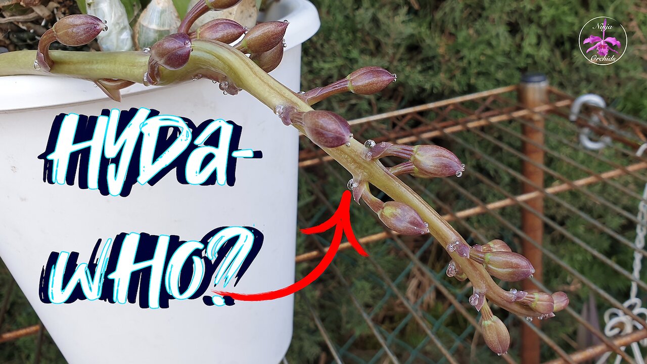 What is Guttation? When does Guttation take place? Do Hyathodes faciliate Guttation? #ninjaorchids