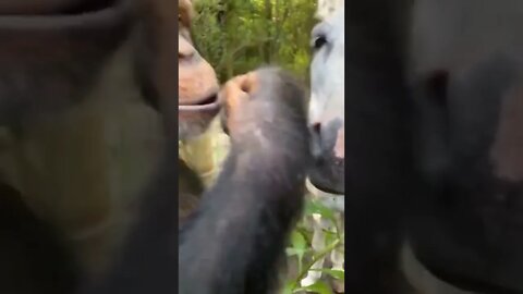 Donkey don’t like cherry, but a kind chimp always offers first..🐴🍒🦍☺️|| #shorts