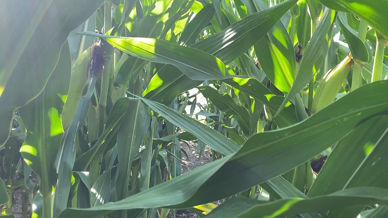 Field of Dreams 9/3/23