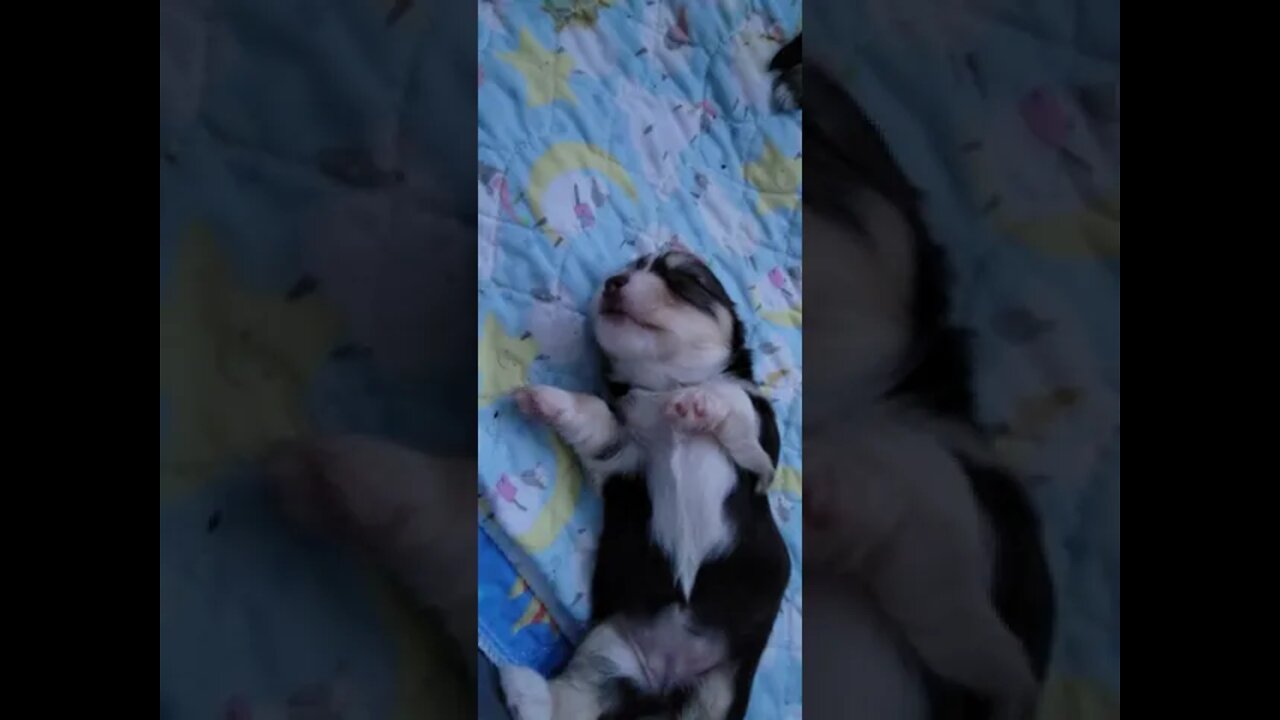 O Litter - 2 Days Shy Of 3 wks old