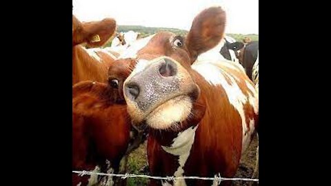 Funny Cow Moments