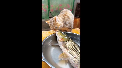 Kittens eat fish.