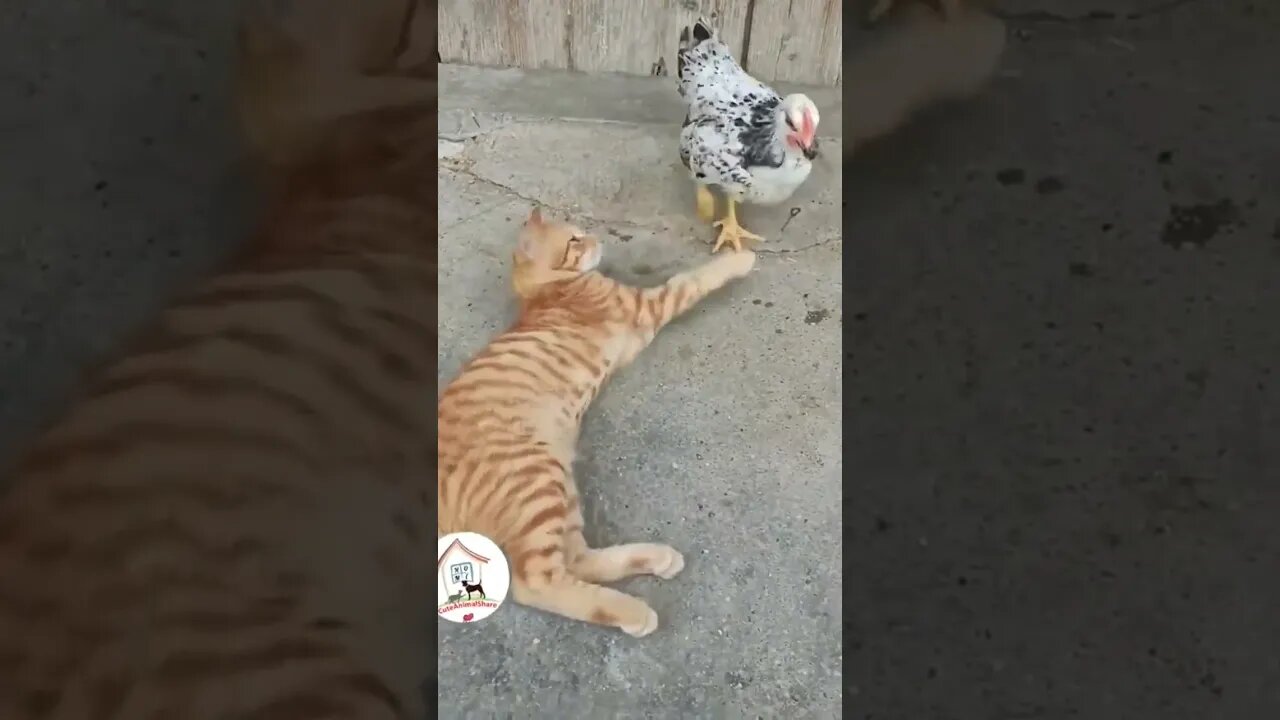 LOL, Funny Ginger Cats VS Chicks Funny Animal Shorts Videos 😺🐔😂😂 -EPS781 #cuteanimalshare (720p)