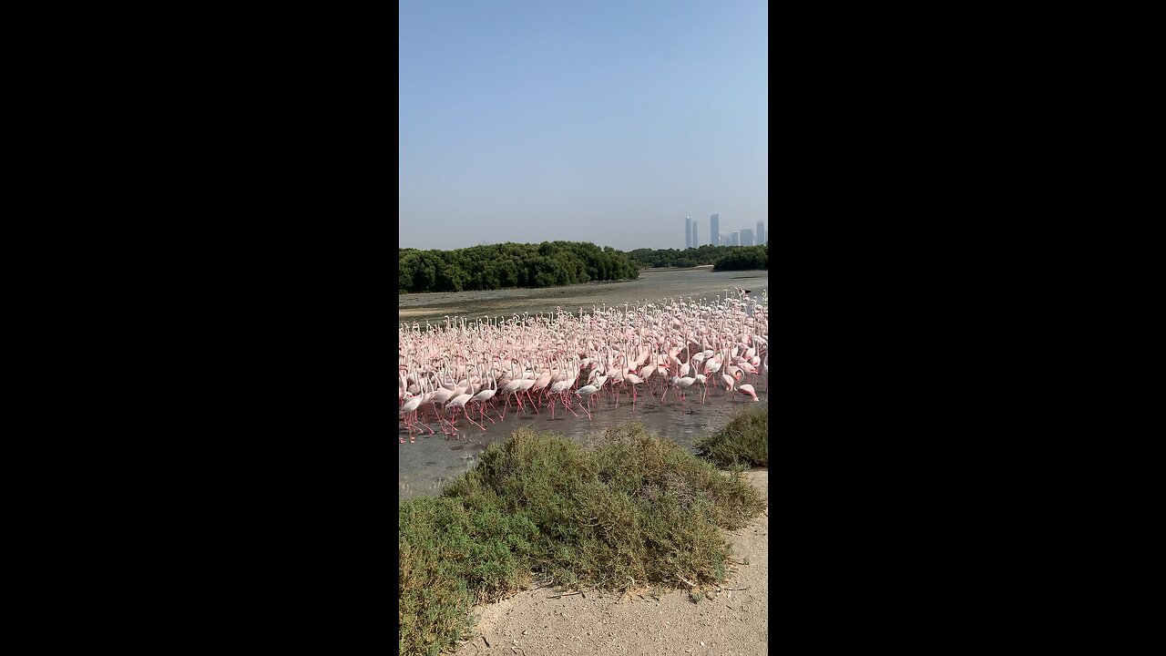 Flamingo birds going to lake for food in Dubai