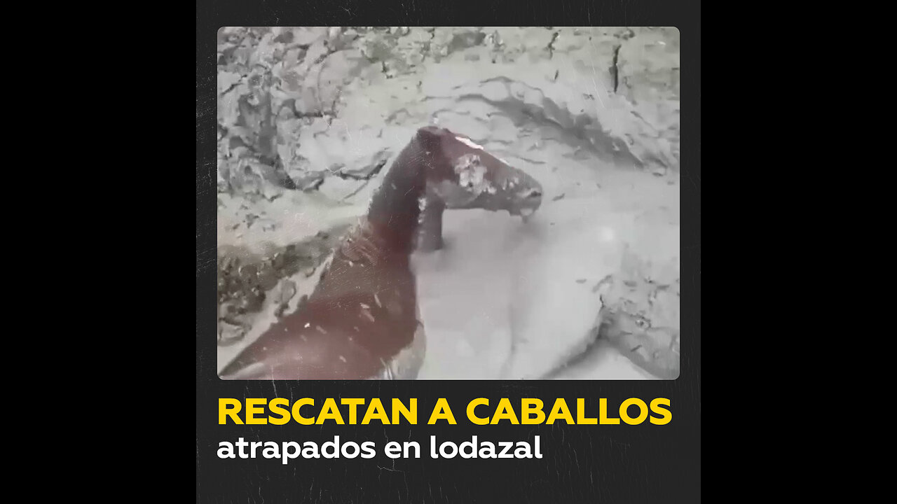 Rescate de caballos atrapados en un pantano de Daguestán, Rusia