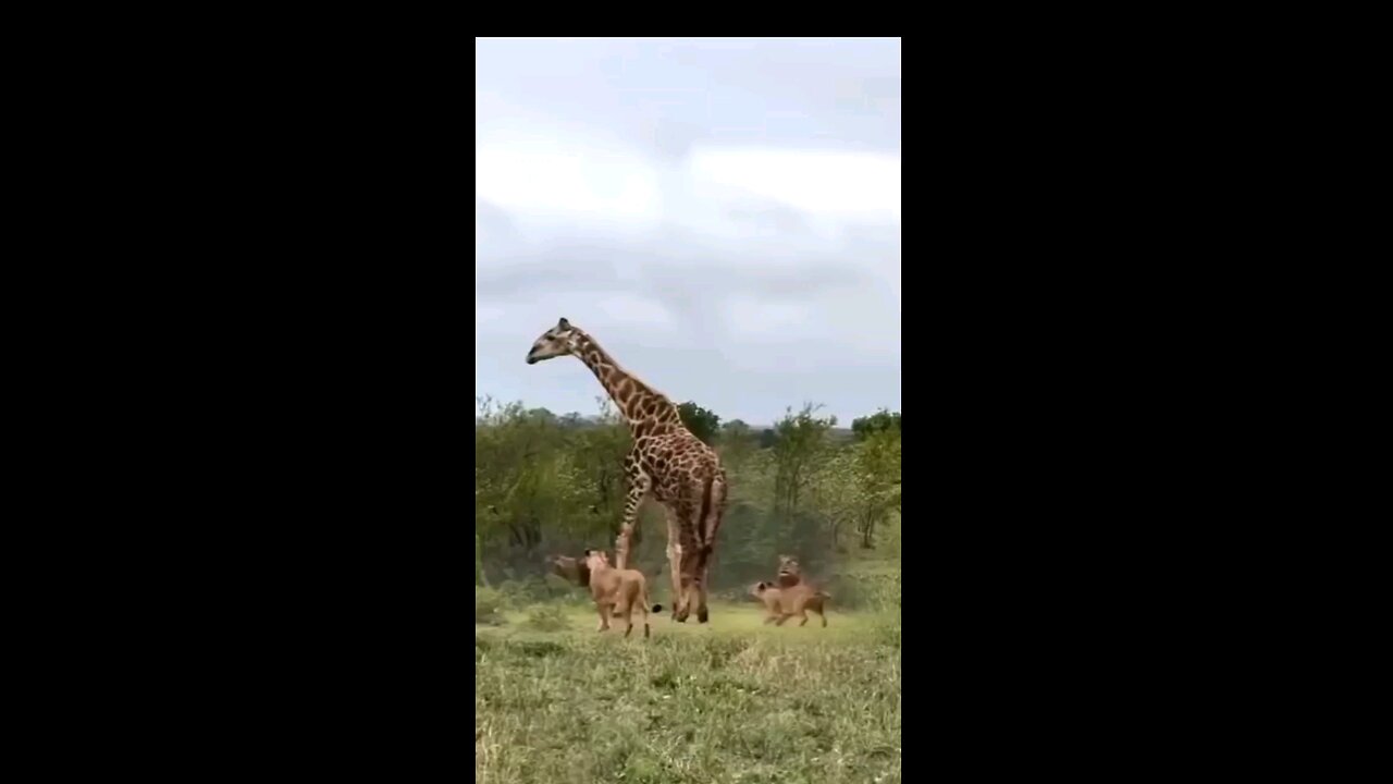 Jiraffe Vs Lion Dangerous Fight