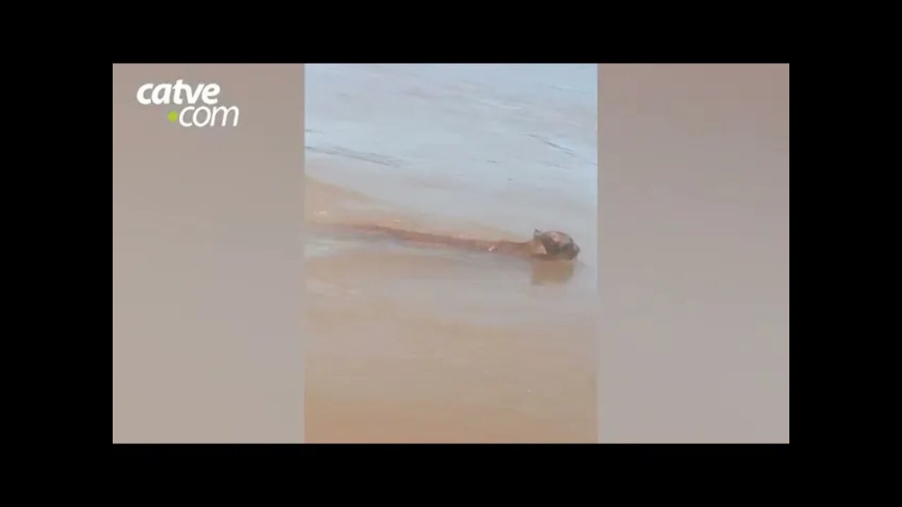 Onça nada tranquilamente no Rio Piquiri, região de Ubiratã