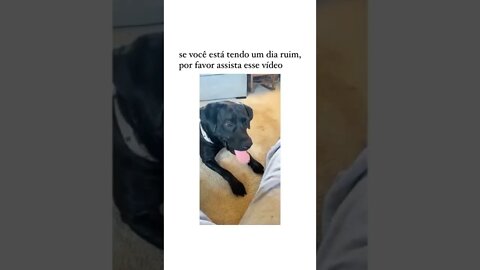 🔴Os cachorros e gatos mais engraçados | Animais engraçados 🐱🐶#shorts