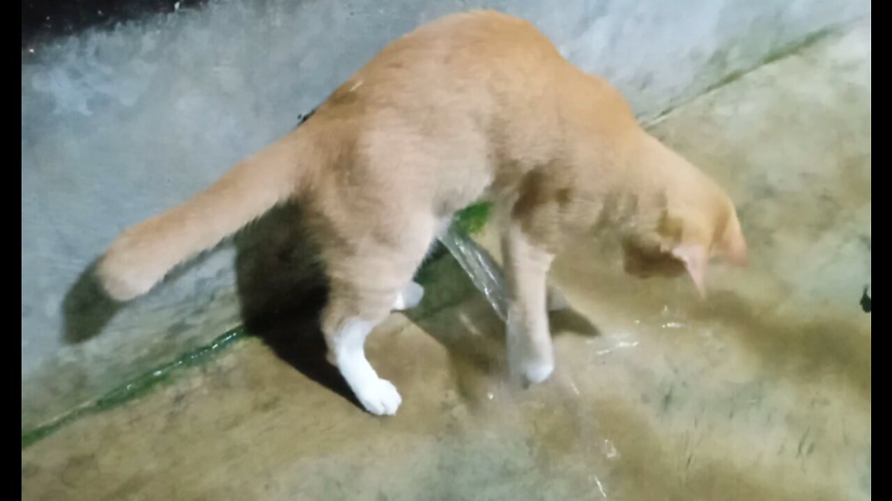 Shimba My Kitten is Playing with Water