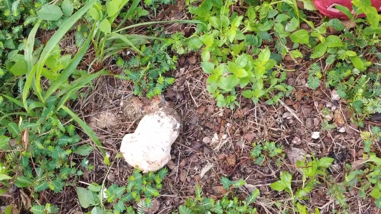 Huge soft squishy wild mushroom