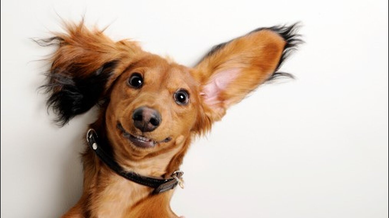 Paw-sitively Hilarious: The Funniest Dogs on the Internet!