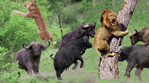 King get beat up by buffalo 🦁🦬🦬🦬🦬🦬