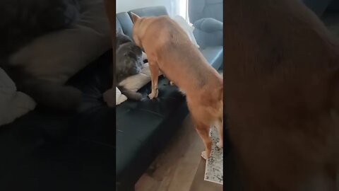 Lick That Kitty