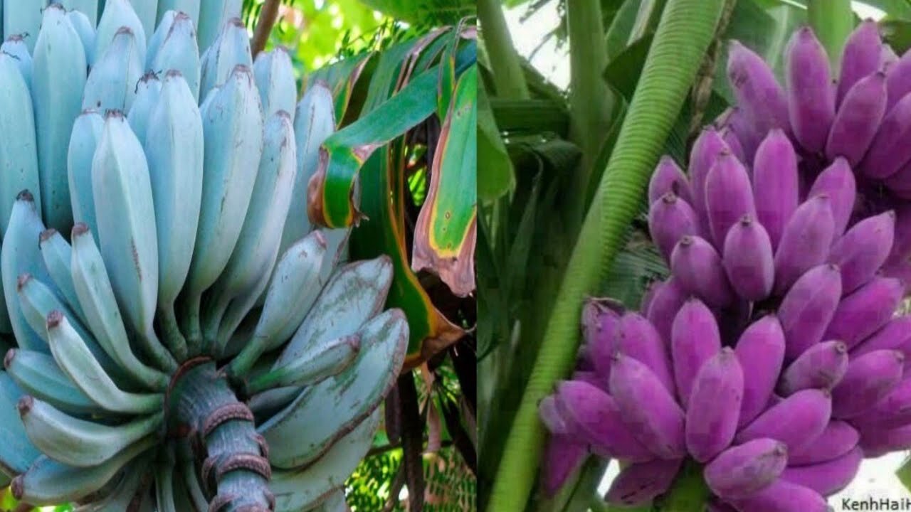 Most Expensive Banana In World - Japanesebanana can eat peel - Amazing JapanAgriculture Technology