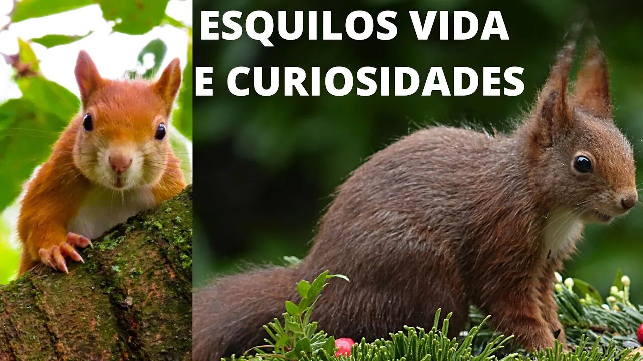 Esquilos Vida e Curiosidades