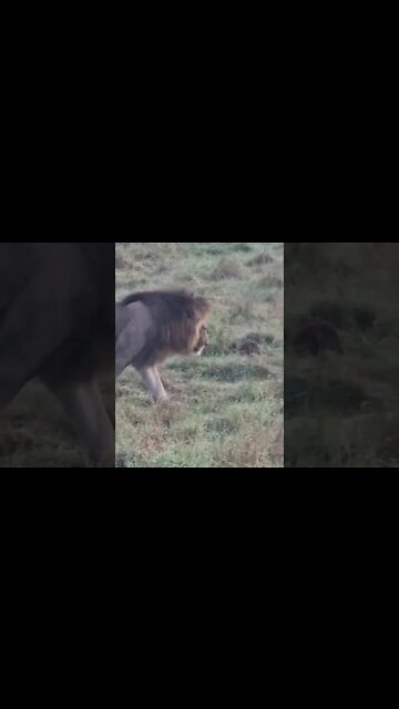 Maasai Mara Sightings Today 03/02/22 (Lions, Elephant) | Zebra Plains | #shorts