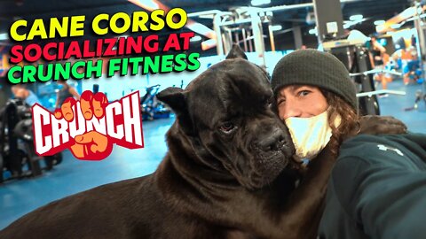 Cane Corso Goes To @Crunch Fitness and Coffee Shop