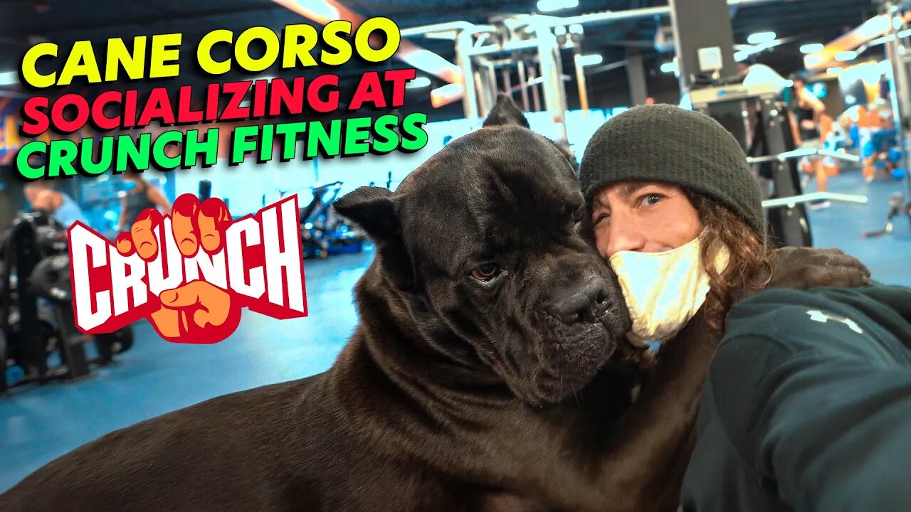 Cane Corso Goes To @Crunch Fitness and Coffee Shop