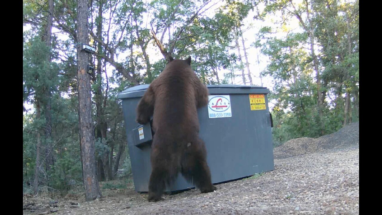 MASSIVE BEAR in Broad Daylight!