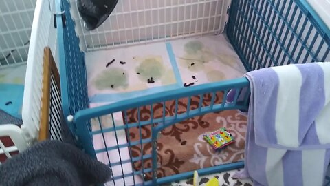 D Litter - PlayTime